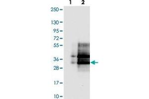 Western blot analysis of Lane 1: Negative control (vector only transfected HEK293T lysate). (CD99L2 antibody)