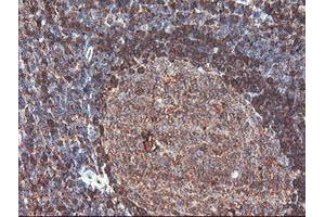 Image no. 4 for anti-CNDP Dipeptidase 2 (Metallopeptidase M20 Family) (CNDP2) antibody (ABIN1497548) (CNDP2 antibody)