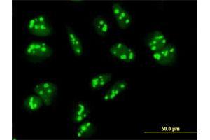 Immunofluorescence of purified MaxPab antibody to PAK1IP1 on HeLa cell. (PAK1IP1 antibody  (AA 1-392))
