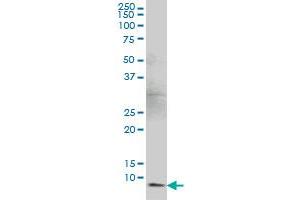 BANF1 monoclonal antibody (M07), clone M2. (BANF1 antibody  (AA 1-89))