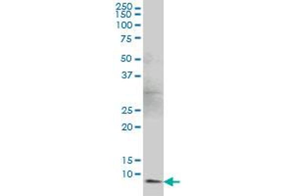 BANF1 antibody  (AA 1-89)