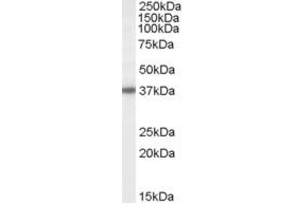 BPNT1 antibody  (C-Term)