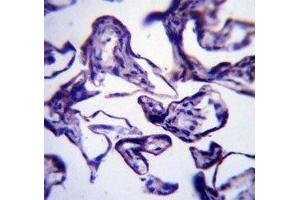 LEP antibody immunohistochemistry analysis in formalin fixed and paraffin embedded human placenta tissue. (Leptin antibody  (AA 8-37))