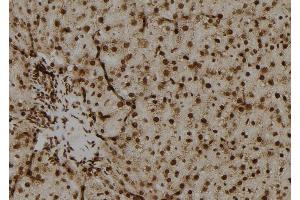ABIN6279637 at 1/100 staining Rat liver tissue by IHC-P. (OAZ2 antibody  (Internal Region))