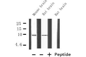 Western blot analysis of HMG17 expression in various lysates