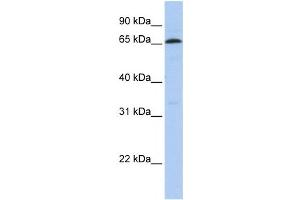 Western Blotting (WB) image for anti-ZINC FINGER PROTEIN 136 (ZNF136) antibody (ABIN2458165) (ZNF136 antibody)