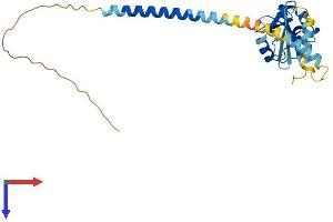 AlphaFold protein structure predicition of Mouse Recombinant Klra4 Protein, UniprotID Q60651 (Klra4 Protein (AA 1-263) (His tag))
