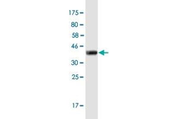 FOXD4L1 antibody  (AA 285-384)