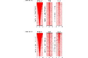 Cleavage Under Targets and Release Using Nuclease (CUT&RUN) image for Magnetic Concanavalin A Beads (Agarose) (ABIN6952467)