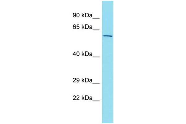 ZBTB34 antibody  (N-Term)
