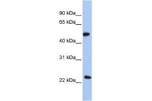 WB Suggested Anti-POFUT2 Antibody Titration:  0.