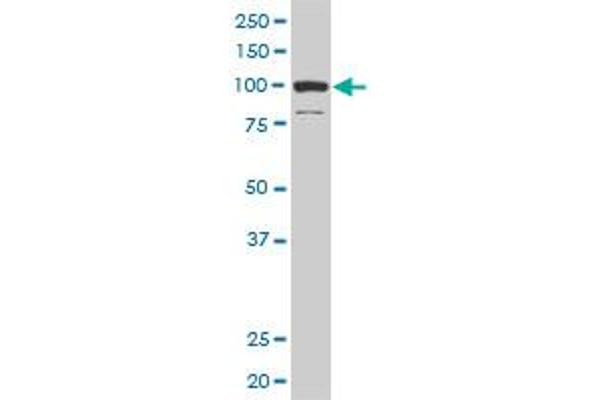 DAAM1 antibody  (AA 1-110)