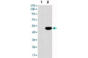 Western blot analysis using IL1B monoclonal antibody, clone 3A6  against HEK293 (1) and IL1B-hIgGFc transfected HEK293 (2) cell lysate. (IL-1 beta antibody)