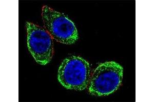 Confocal immunofluorescent analysis of Cytokeratin-18 antibody with HeLa cells followed by Alexa Fluor 488-conjugated goat anti-rabbit lgG (green). (Cytokeratin 18 antibody  (AA 401-430))