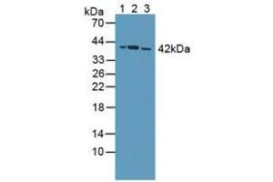 Figure. (PPP2R4 antibody  (AA 1-323))