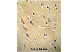 CYB561D1 antibody (C-term) (ABIN654999 and ABIN2844633) immunohistochemistry analysis in formalin fixed and paraffin embedded human brain tissue followed by peroxidase conjugation of the secondary antibody and DAB staining. (CYB561D1 antibody  (C-Term))