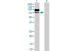 Western Blot analysis of MAG expression in transfected 293T cell line by MAG MaxPab polyclonal antibody. (MAG antibody  (AA 1-626))