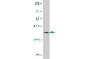 Western Blot detection against Immunogen (36. (ZNF175 antibody  (AA 81-178))