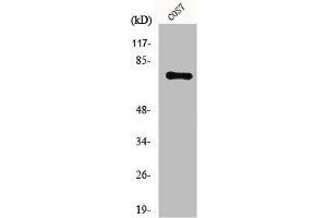 Western Blot analysis of COS7 cells using Netrin-1 Polyclonal Antibody (Netrin 1 antibody  (C-Term))