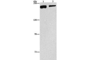 Western Blot analysis of NIH/3T3 and hela cell using CLTC Polyclonal Antibody at dilution of 1:300 (Clathrin Heavy Chain (CLTC) antibody)