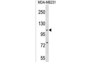 NFKB(p105) Antibody (C-term ) (ABIN1537650 and ABIN2838149) western blot analysis in MDA-M cell line lysates (35 μg/lane). (NFKB1 antibody  (C-Term))