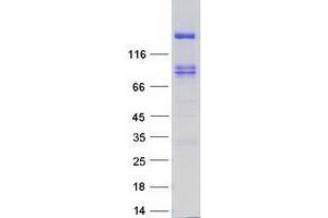 Validation with Western Blot (PTPRS Protein (Transcript Variant 3) (Myc-DYKDDDDK Tag))