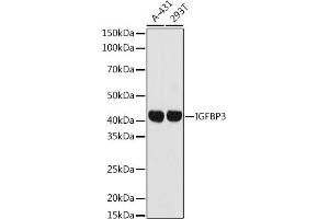 Western blot analysis of extracts of various cell lines, using IGFBP3 antibody (ABIN7267908) at 1:1000 dilution. (IGFBP3 antibody  (AA 100-200))