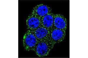 Confocal Immunofluorescent analysis of SDHD Antibody (N-term) Cat. (SDHD antibody  (N-Term))