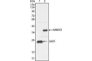 Western blot analysis using LIN28 mouse mAb against NTERA-2 cell lysate (1). (LIN28A antibody  (AA 93-209))