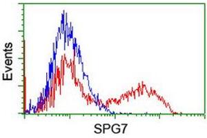 Image no. 2 for anti-Spastic Paraplegia 7 (SPG7) (AA 300-573) antibody (ABIN1491370) (SPG7 antibody  (AA 300-573))