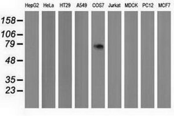 PPWD1 antibody