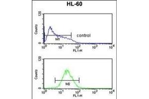 TNFRSF14 Antibody (Center) (ABIN653038 and ABIN2842652) flow cytometric analysis of HL-60 cells (bottom histogram) compared to a negative control cell (top histogram).