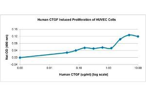 SDS-PAGE of Human Connective Tissue Growth Factor Recombinant Protein Bioactivity of Human Connective Tissue Growth Factor Recombinant Protein. (CTGF Protein)