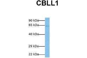 Host:  Rabbit  Target Name:  CBLL1  Sample Tissue:  Human Jurkat  Antibody Dilution:  1. (CBLL1 antibody  (C-Term))