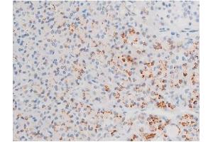 ABIN6267526 at 1/200 staining Human pancreas tissue sections by IHC-P. (GATA4 antibody  (pSer105))