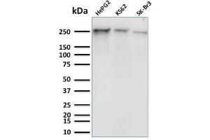 Western Blot Analysis of Human HepG2, K562 and SK-Br3 cell lysates using RNA Poll II Mouse Monoclonal Antibody (8A7). (POLR2A/RPB1 antibody  (pSer5))