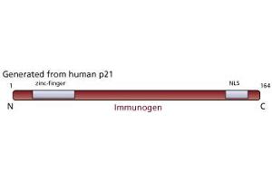 Image no. 1 for anti-Cyclin-Dependent Kinase Inhibitor 1A (p21, Cip1) (CDKN1A) antibody (ABIN967445)