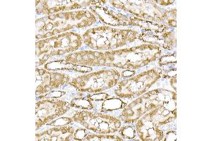 Immunohistochemistry of paraffin-embedded mouse spinal cord using SREBP2 Rabbit pAb (ABIN6128781, ABIN6148430, ABIN6148432 and ABIN6216892) at dilution of 1:50 (40x lens). (SREBF2 antibody  (AA 1-220))