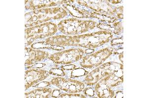 Immunohistochemistry of paraffin-embedded mouse spinal cord using SREBP2 Rabbit pAb (ABIN6128781, ABIN6148430, ABIN6148432 and ABIN6216892) at dilution of 1:50 (40x lens). (SREBF2 antibody  (AA 1-220))