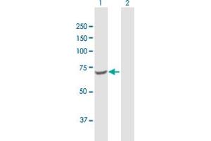 Western Blot analysis of TKT expression in transfected 293T cell line by TKT MaxPab polyclonal antibody. (TKT antibody  (AA 1-623))