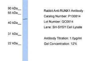 WB Suggested Anti-RUNX1  Antibody Titration: 0. (RUNX1 antibody  (Middle Region))
