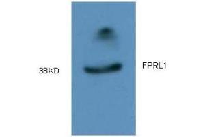 Western Blotting (WB) image for anti-Formyl Peptide Receptor 2 (FPR2) (AA 181-192) antibody (ABIN452644) (FPR2 antibody  (AA 181-192))