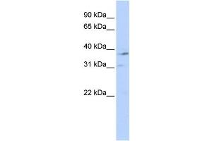 Western Blotting (WB) image for anti-Nuclear Receptor Subfamily 1, Group I, Member 3 (NR1I3) antibody (ABIN2458945) (NR1I3 antibody)