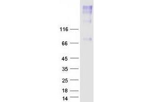 Validation with Western Blot (SLC44A4 Protein (Myc-DYKDDDDK Tag))
