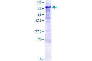 CREB3L1 Protein (AA 1-519) (GST tag)