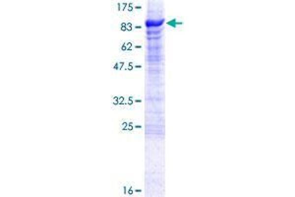 CREB3L1 Protein (AA 1-519) (GST tag)