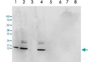 Western Blot analysis of (1) 25 ug whole cell extracts of Hela cells, (2) 15 ug histone extracts of Hela cells, (3) histone extracts after incubation of the antibody with 1 ug of the peptide used for immunisation of the rabbit, (4) histone extracts after incubation of the antibody with a peptide containing a sequence from the central part of the Histone H2AZ protein, (5) 1 ug of recombinant histone H2A, (6) 1 ug of recombinant histone H2B, (7) 1 ug of recombinant histone H3, (8) 1 ug of recombinant histone H4. (H2AFZ antibody  (C-Term))