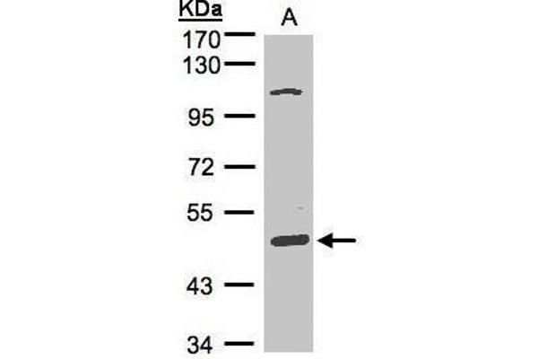 SCARA3 antibody