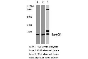 Western blot (WB) analysis of Bax antibody in extracts from Hela, A549 and PC12 cells. (LGALS7 antibody)