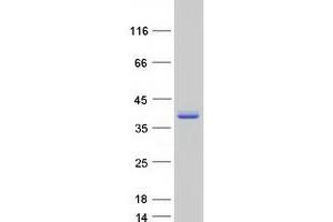Family with Sequence Similarity 64, Member A (FAM64A) protein (Myc-DYKDDDDK Tag)